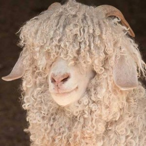 Angora Goat 2