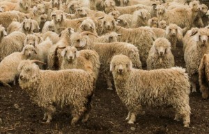 Angora Goats Karoo